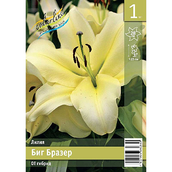 Лилия Биг Бразер 12/14 1 Эконом шт 