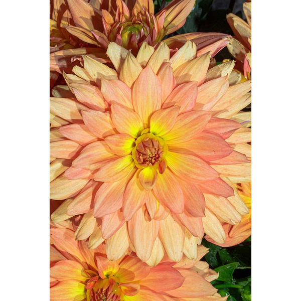 Георгина Винсент I 15 шт Садовита Шоу-бокс 11666 