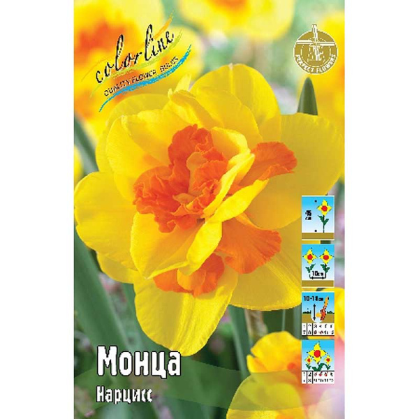 1169 Шоу-бокс Нарцисс Монца 12/14 50 шт 