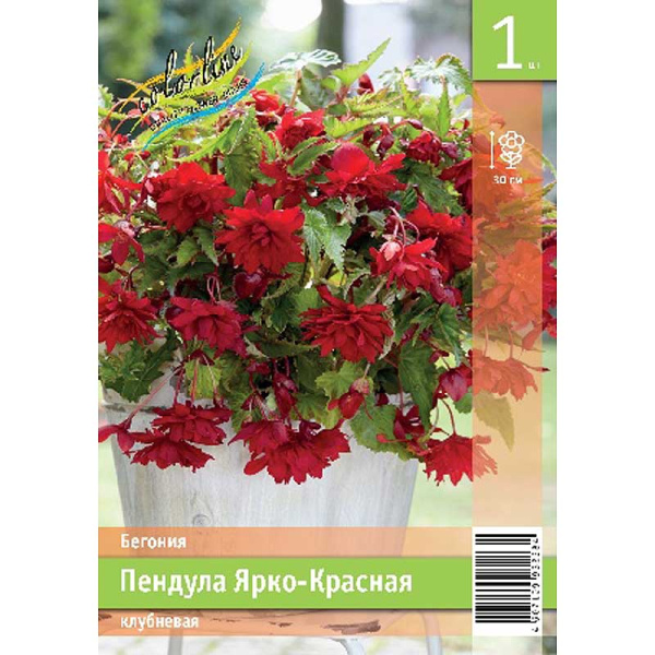 Бегония Пендула Ярко-Красная 5/6 1 Эконом шт