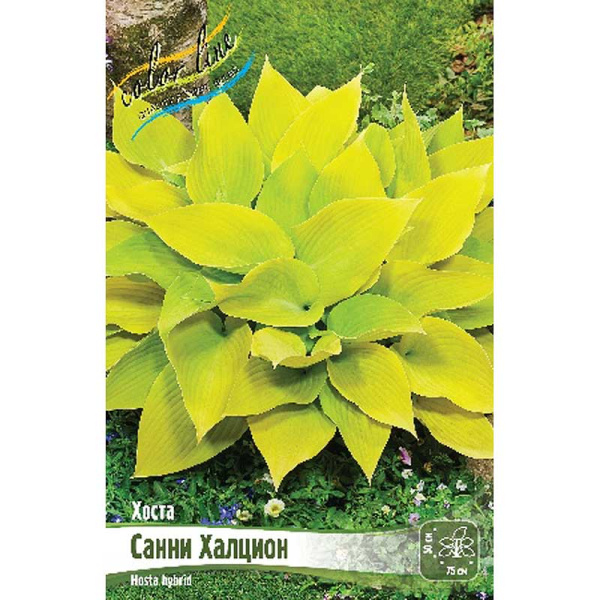 Хоста Санни Халцион 1 n 1 шт