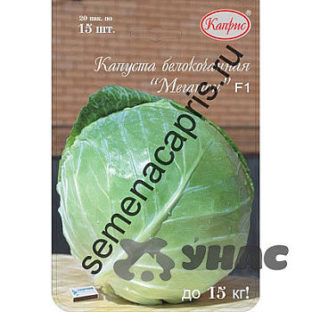 Капуста Мегатон (Нидерланды) Каприс