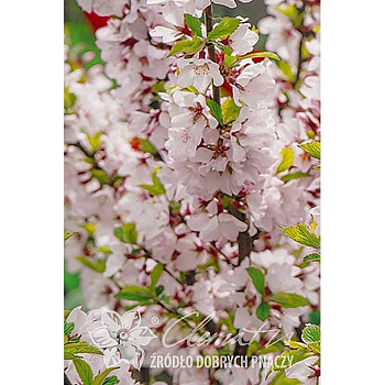 Вишня Войлочная Снёвит P9