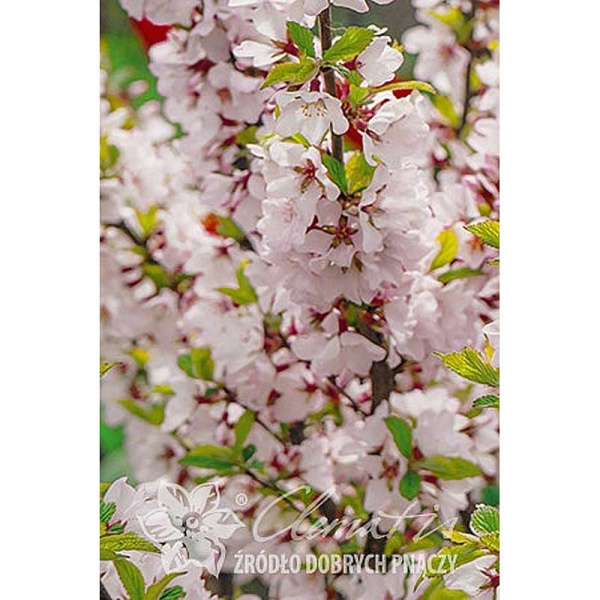 Вишня Войлочная Снёвит P9