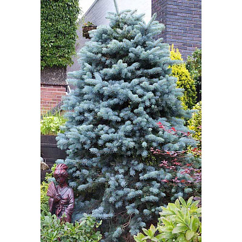 Ель Колючая Глаука P9