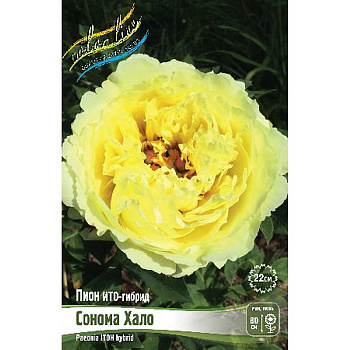Пион Ито Сонома Хало 2/3 n 1 шт