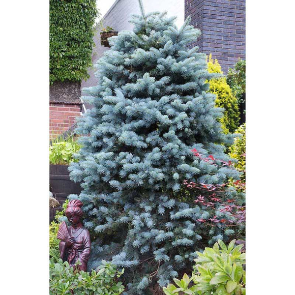 Ель Колючая Глаука P9