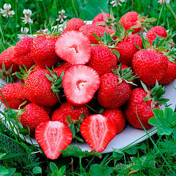 Земляника садовая Кори (цена за 40шт) ОСП