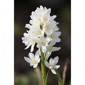 Пушкиния Ливанская Альба 5/6 10 шт Садовита