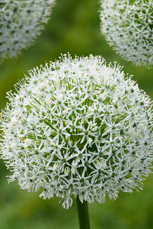 Лук Декор. Уайт Джиант 18/20 1 шт Садовита 