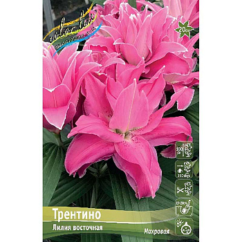 Лилия Трентино 14/16 2 шт