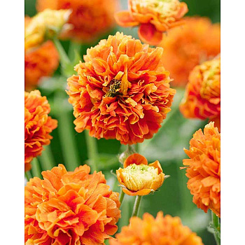 Гравилат Оранж Пампкин I 1 шт 