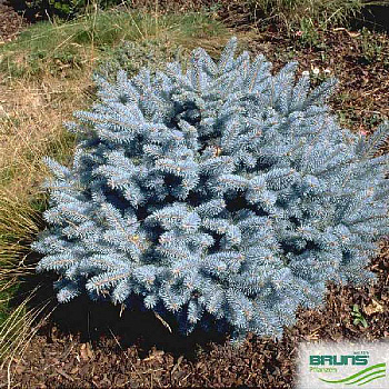 Ель Колючая Глаука Глобоза С7,5 30-40cm шт