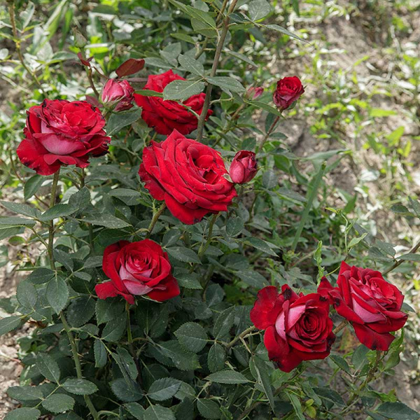 Роза чайно-гибридная Люксор Садовита