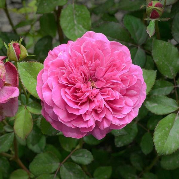 Роза Флорибунда Гектор Садовита