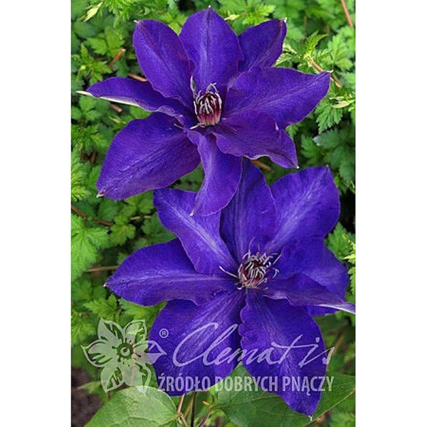Клематис Президент P9 шт