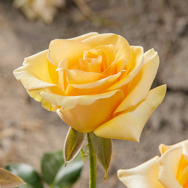 Роза чайно-гибридная Кумбия Садовита