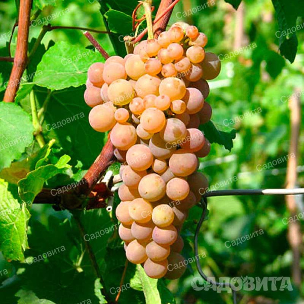 Виноград Платовский технический (оч. ран) Садовита