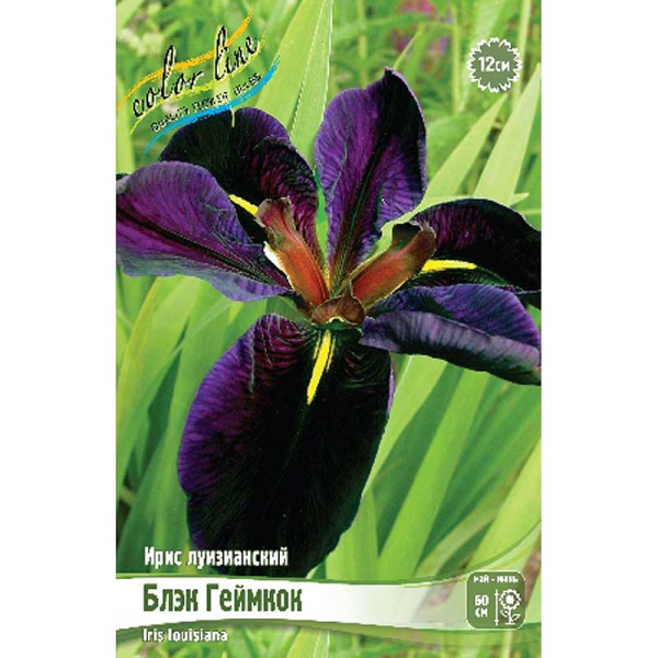 Ирис Луизианский Блэк Геймкок I 1 шт