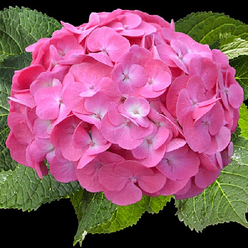 5654 Гортензия Крупнолистовая Рембрандт Дольче Шик P12 ,шт