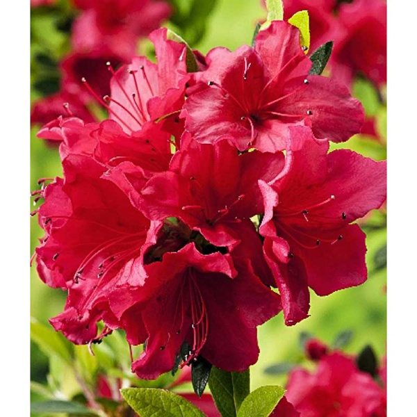 Азалия Японская Арабеска P9,5