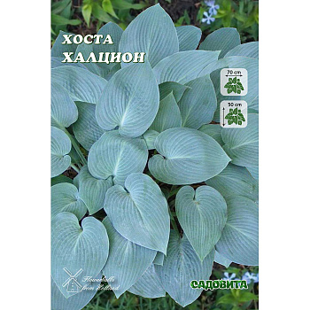 Хоста Халцион 1 n 2 шт Садовита