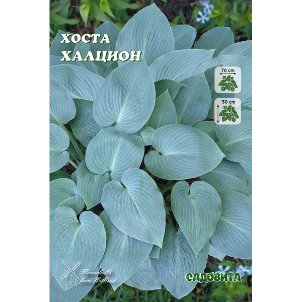 Хоста Халцион 1 n 2 шт Садовита
