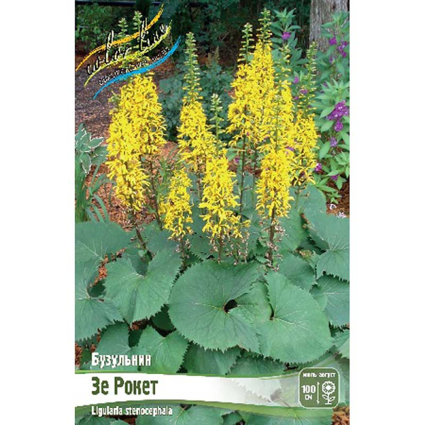 Бузульник Зе Рокет I 1 шт