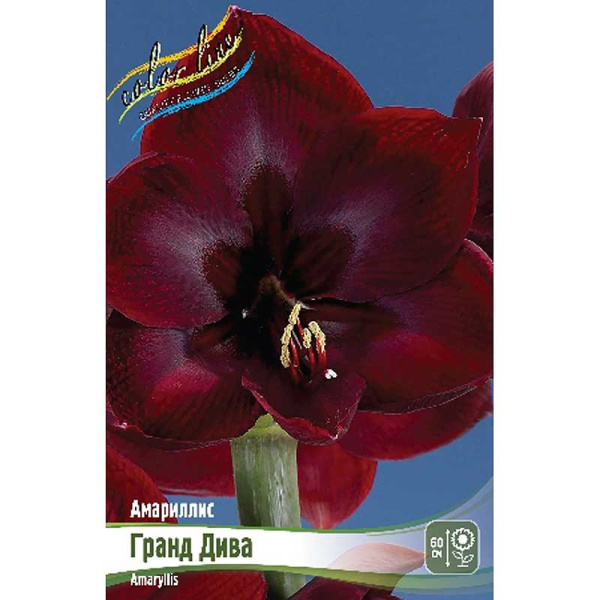 Амариллис Гранд Дива 22/24 1 шт 