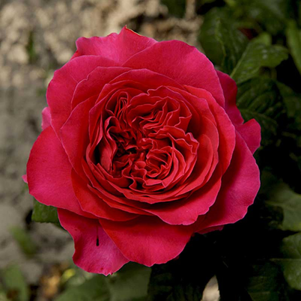 Роза шраб Кейт (английская) Садовита