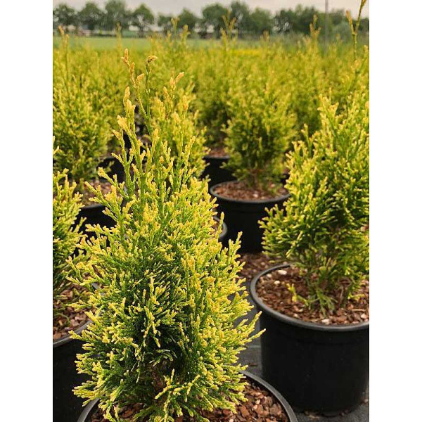 Туя Западная Брайт Смарагд C2 шт