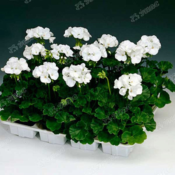 КОМ Пеларгония Нано Вайт карликов Биотехника Ц 