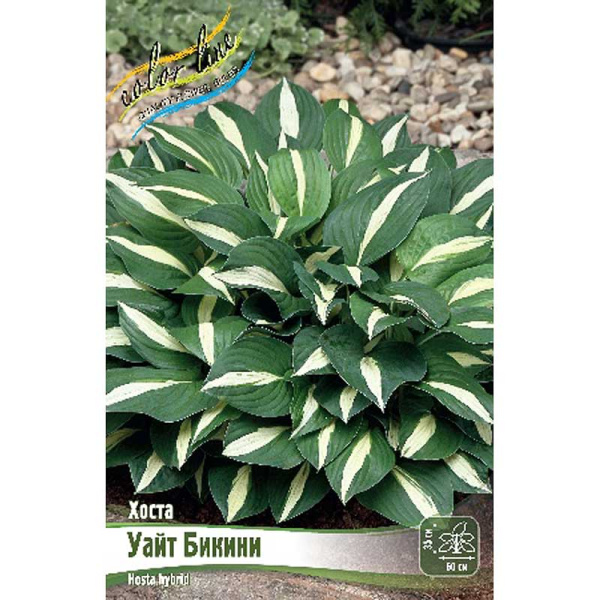 Хоста Уайт Бикини 1 n 25 шт Биг-пак 7951 