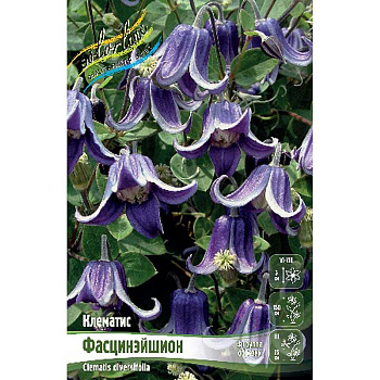Клематис Фасцинэйшион I 25 шт Биг-пак 4003 