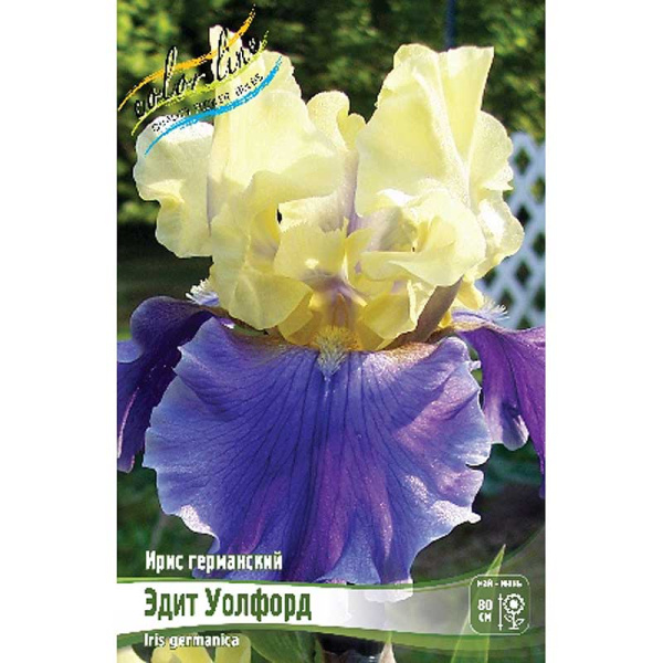 Ирис Германский Эдит Уолфорд I 1 шт