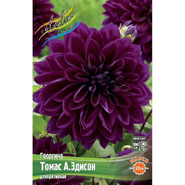 Георгина Томас А.эдисон I 15 шт Шоу-бокс 8930