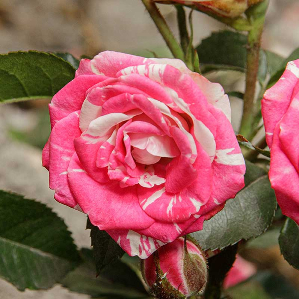 Роза спрей Флэшинг Садовита