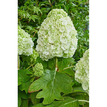 Гортензия Дуболистная Тара P12 шт