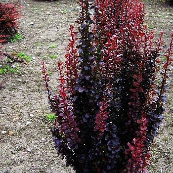 Барбарис Тунберга Хелмонд Пиллар P9