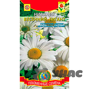 Нивяник Весенний Гигант Плазма Ц 