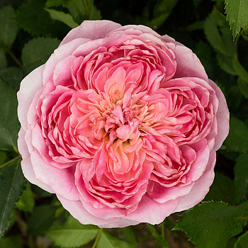 Роза шраб Робе а ля Франсез Садовита