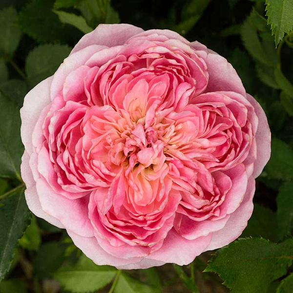 Роза шраб Робе а ля Франсез Садовита