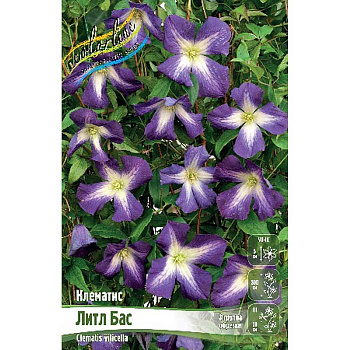 Клематис Литл Бас I 25 шт Биг-пак 371