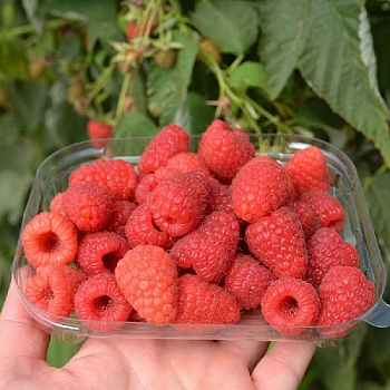 6378 Малина Барон P9 ,шт