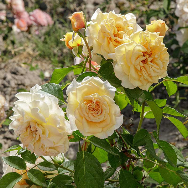 Роза чайно-гибридная Комтесса Садовита