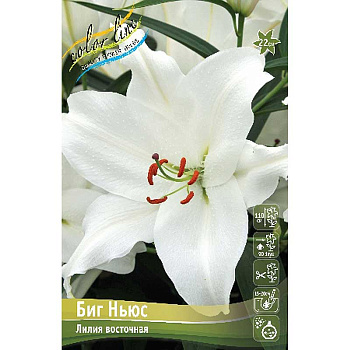 Лилия Биг Ньюс 13/14 25 шт Биг-пак 10346
