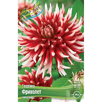 Георгина Фриколет I 15 шт Шоу-бокс 9058