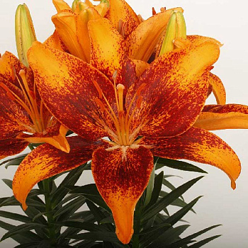 Лилия Тайни Космик 10/12 7 шт 