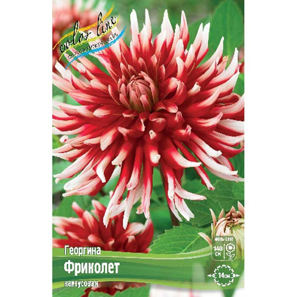 Георгина Фриколет I 15 шт Шоу-бокс 9058