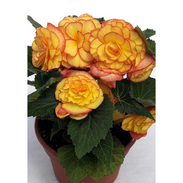 Бегония Он-Топ Санглоу 4/+ 40 шт Шоу-бокс 2759 